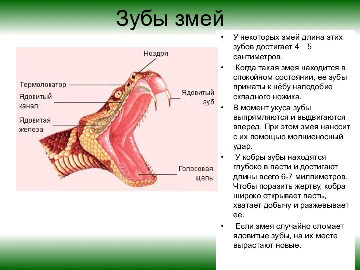 Зубы змей У некоторых змей длина этих зубов достигает 4—5 сантиметров.