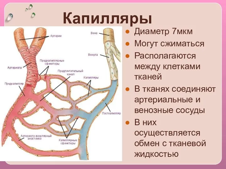 Капилляры Диаметр 7мкм Могут сжиматься Располагаются между клетками тканей В тканях