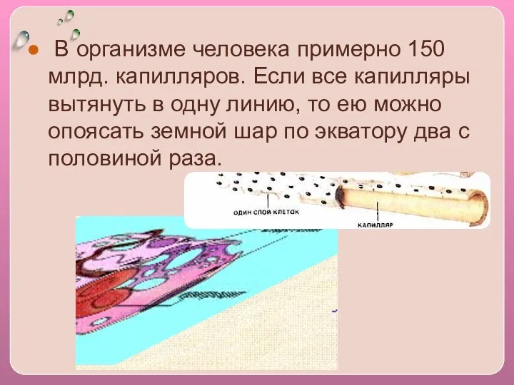 В организме человека примерно 150 млрд. капилляров. Если все капилляры вытянуть