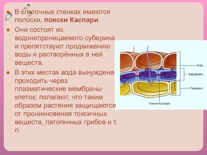 В клеточных стенках имеются полоски, пояски Каспари. Они состоят из водонепроницаемого