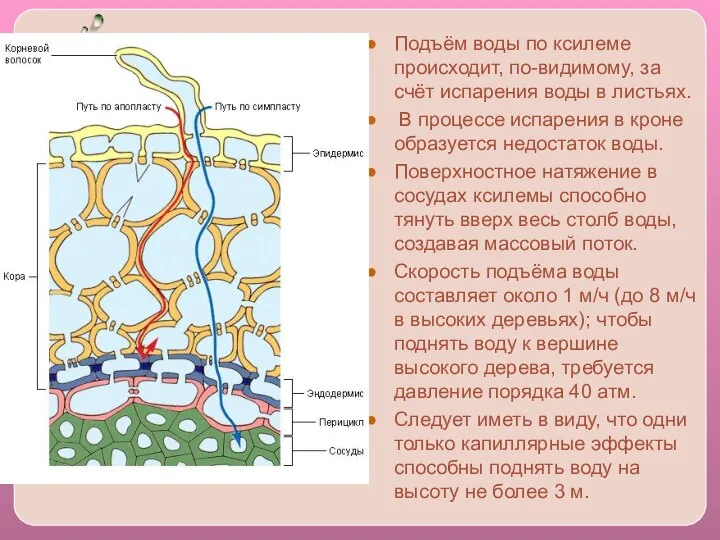 Подъём воды по ксилеме происходит, по-видимому, за счёт испарения воды в