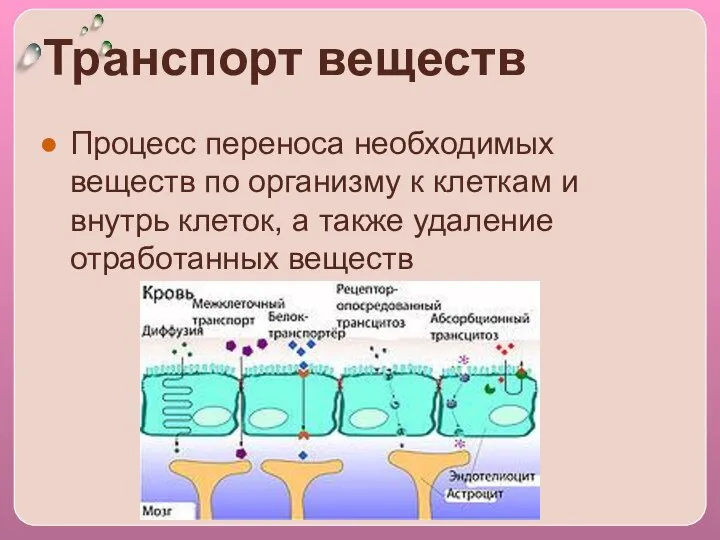 Транспорт веществ Процесс переноса необходимых веществ по организму к клеткам и