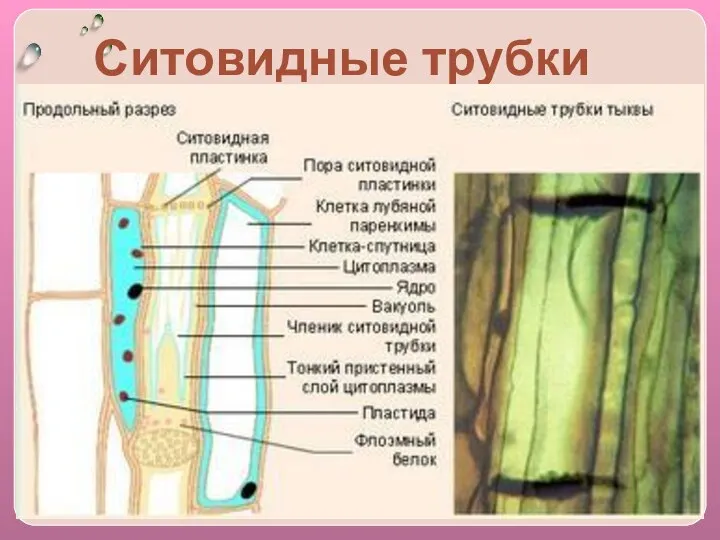 Ситовидные трубки