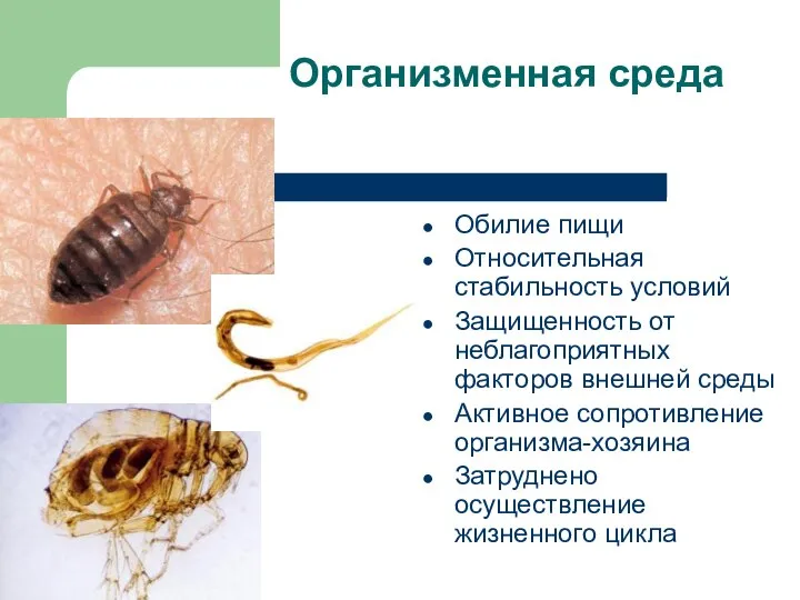 Организменная среда Обилие пищи Относительная стабильность условий Защищенность от неблагоприятных факторов