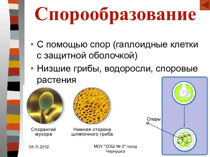 Спорообразование С помощью спор (гаплоидные клетки с защитной оболочкой) Низшие грибы,