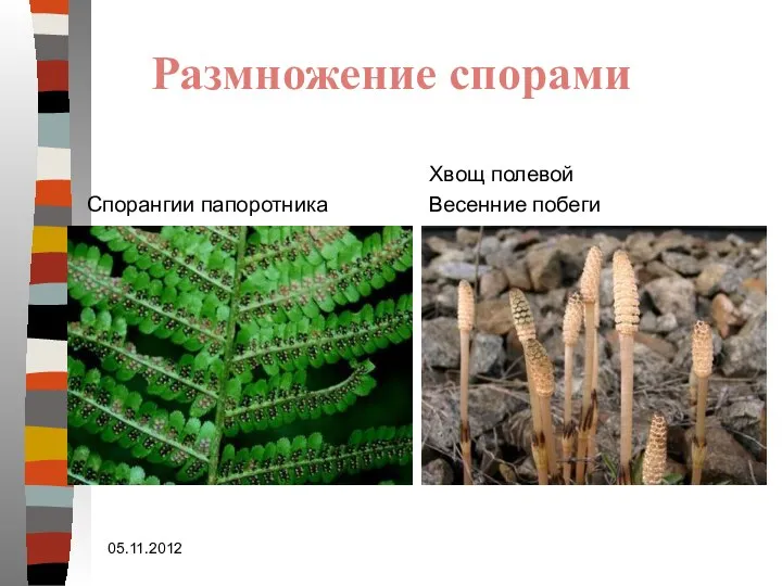 Размножение спорами Спорангии папоротника Хвощ полевой Весенние побеги