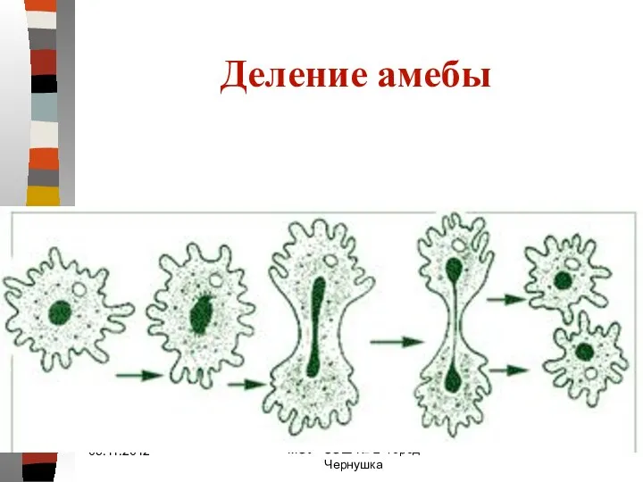 Деление амебы МОУ "СОШ № 2" город Чернушка