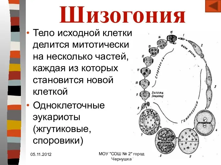 Шизогония Тело исходной клетки делится митотически на несколько частей, каждая из