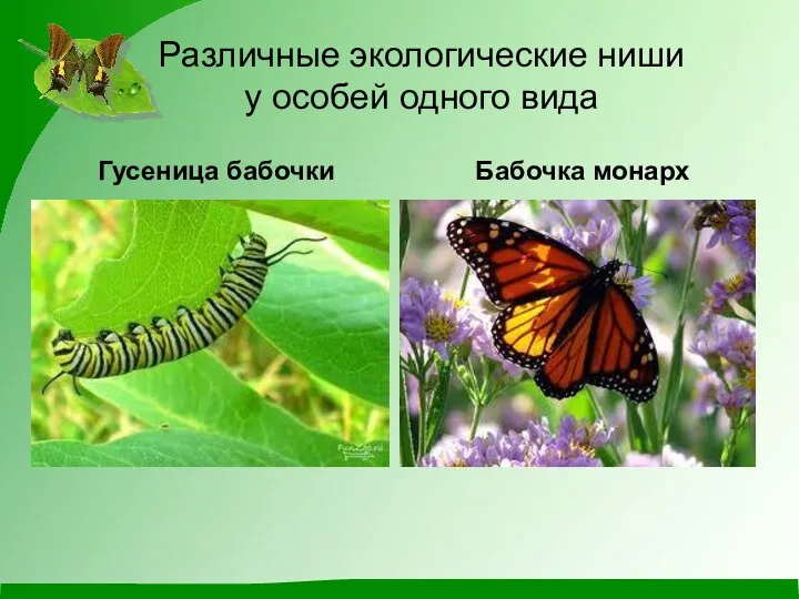 Различные экологические ниши у особей одного вида Гусеница бабочки Бабочка монарх