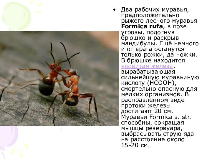 Два рабочих муравья, предположительно рыжего лесного муравья Formica rufa, в позе