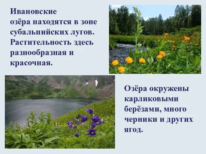 Ивановские озёра находятся в зоне субальпийских лугов. Растительность здесь разнообразная и