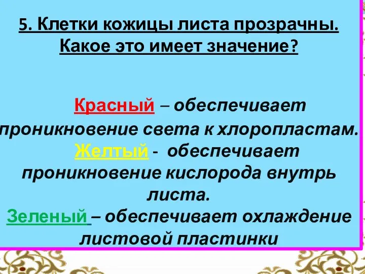 5. Клетки кожицы листа прозрачны. Какое это имеет значение? Красный –