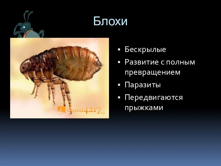 Блохи Бескрылые Развитие с полным превращением Паразиты Передвигаются прыжками