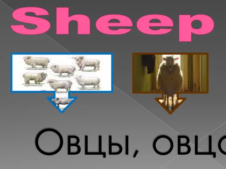 Sheep Овцы, овца