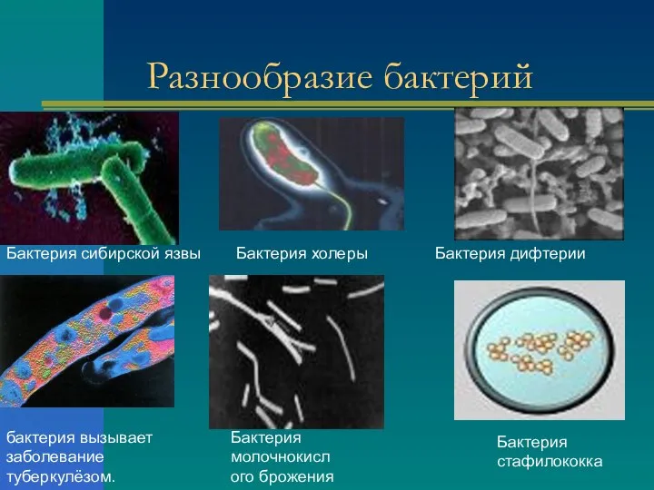 Разнообразие бактерий Бактерия сибирской язвы бактерия вызывает заболевание туберкулёзом. Бактерия холеры