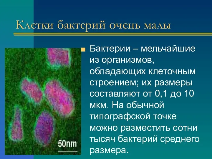 Клетки бактерий очень малы Бактерии – мельчайшие из организмов, обладающих клеточным