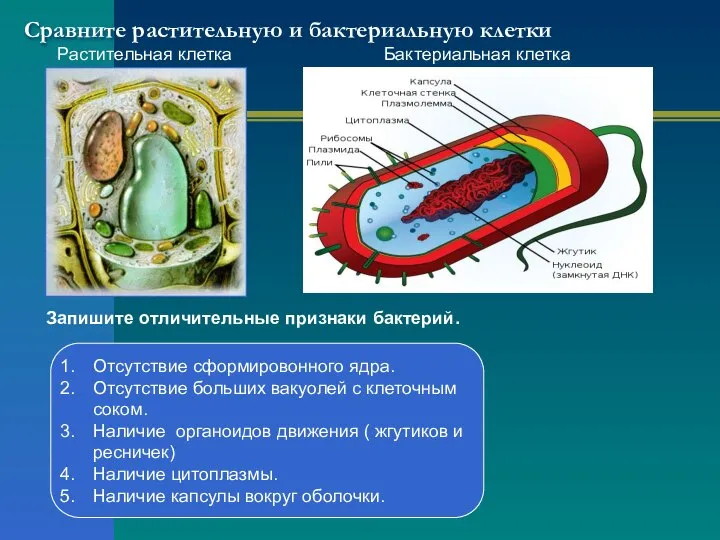 Сравните растительную и бактериальную клетки Растительная клетка Бактериальная клетка Запишите отличительные