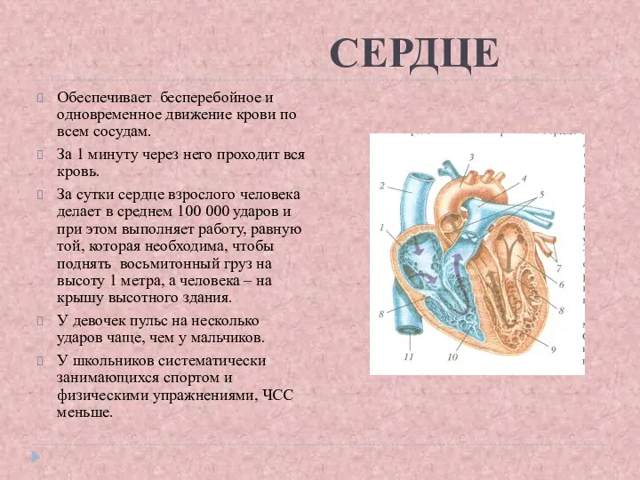 СЕРДЦЕ Обеспечивает бесперебойное и одновременное движение крови по всем сосудам. За