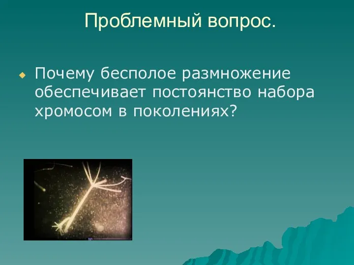 Проблемный вопрос. Почему бесполое размножение обеспечивает постоянство набора хромосом в поколениях?