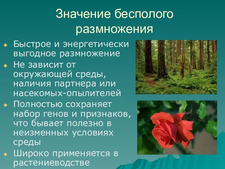 Значение бесполого размножения Быстрое и энергетически выгодное размножение Не зависит от