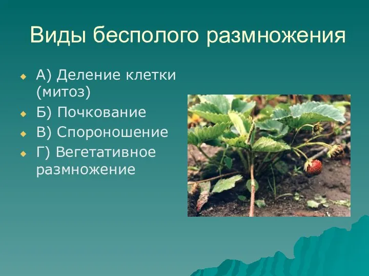 Виды бесполого размножения А) Деление клетки (митоз) Б) Почкование В) Спороношение Г) Вегетативное размножение