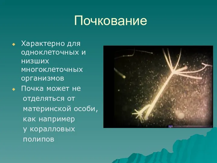 Почкование Характерно для одноклеточных и низших многоклеточных организмов Почка может не