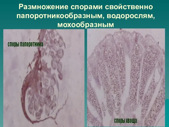 Размножение спорами свойственно папоротникообразным, водорослям, мохообразным