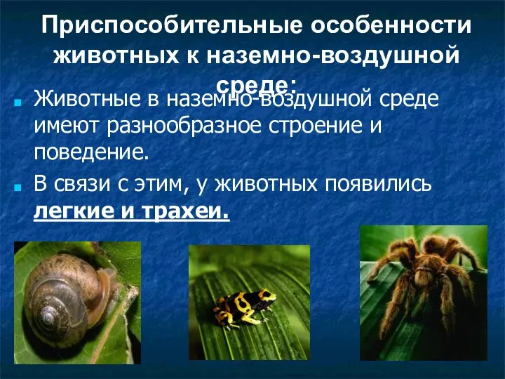 Приспособительные особенности животных к наземно-воздушной среде: Животные в наземно-воздушной среде имеют