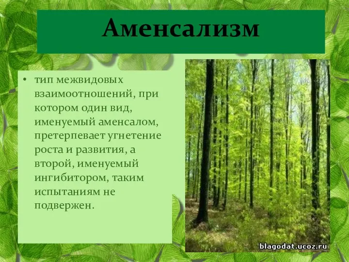 Аменсализм тип межвидовых взаимоотношений, при котором один вид, именуемый аменсалом, претерпевает