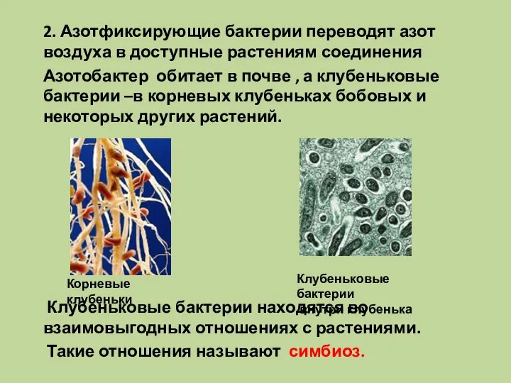 2. Азотфиксирующие бактерии переводят азот воздуха в доступные растениям соединения Азотобактер