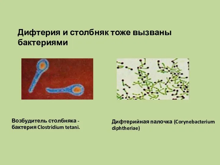 Дифтерия и столбняк тоже вызваны бактериями Возбудитель столбняка - бактерия Clostridium tetani. Дифтерийная палочка (Corynebacterium diphtheriae)