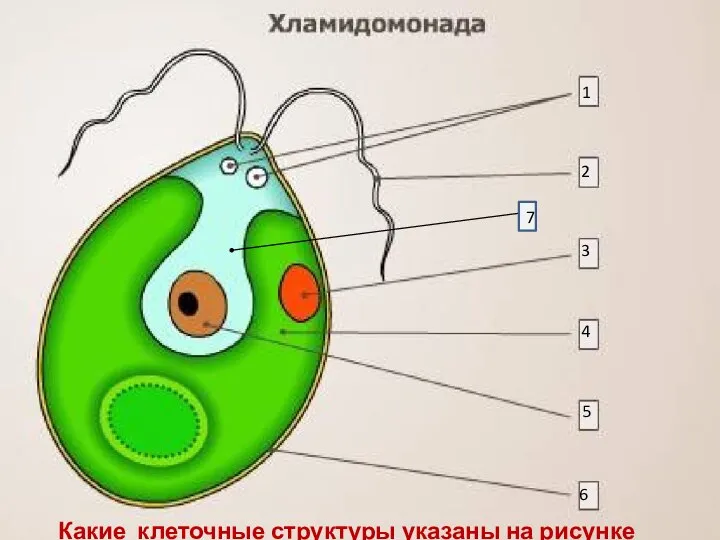 1 2 3 4 5 6 7 Какие клеточные структуры указаны на рисунке цифрами?