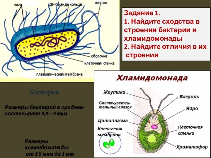 Бактерия Размеры бактерий в среднем составляют 0,5—5 мкм Размеры хламидомонады от