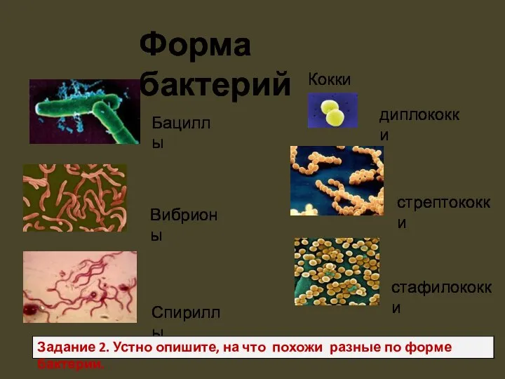 Бациллы Вибрионы Спириллы Кокки диплококки стрептококки стафилококки Форма бактерий Задание 2.