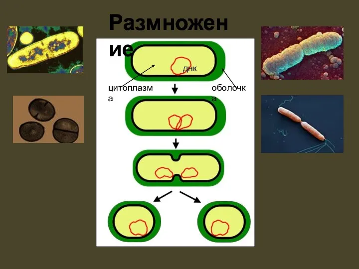 Размножение днк оболочка цитоплазма