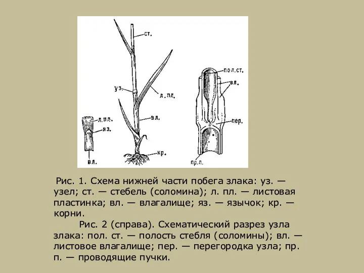 Рис. 1. Схема нижней части побега злака: уз. — узел; ст.