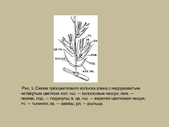 Рис. 5. Схема трёхцветкового колоска злака с недоразвитым четвёртым цветком: кол.