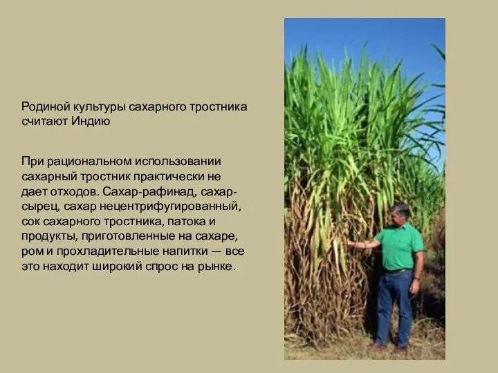 Родиной культуры сахарного тростника считают Индию При рациональном использовании сахарный тростник