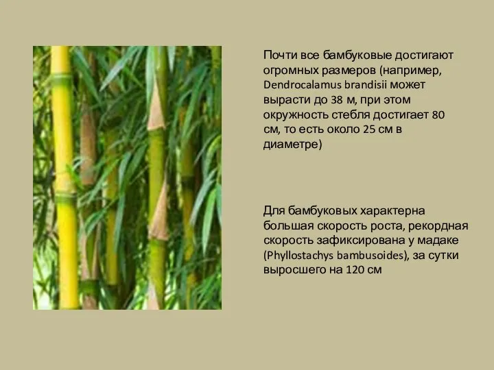 Почти все бамбуковые достигают огромных размеров (например, Dendrocalamus brandisii может вырасти