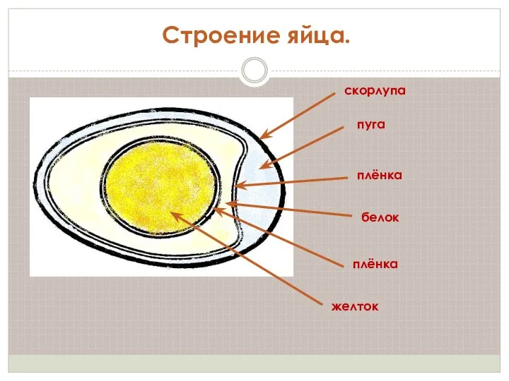 Строение яйца. скорлупа пуга плёнка белок плёнка желток