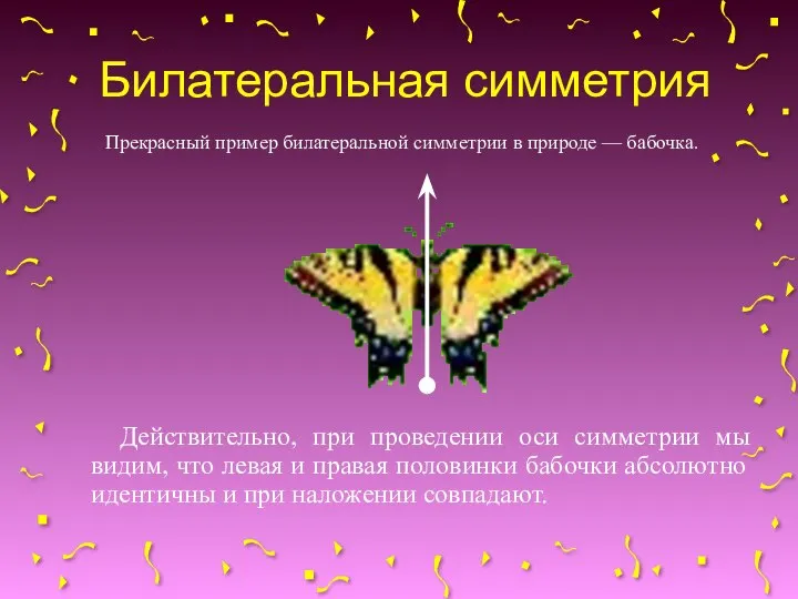 Билатеральная симметрия Прекрасный пример билатеральной симметрии в природе — бабочка. Действительно,