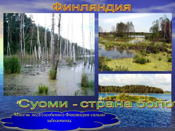 Финляндия "Суоми - страна болот" Многие леса (особенно) Финляндии сильно заболочены.