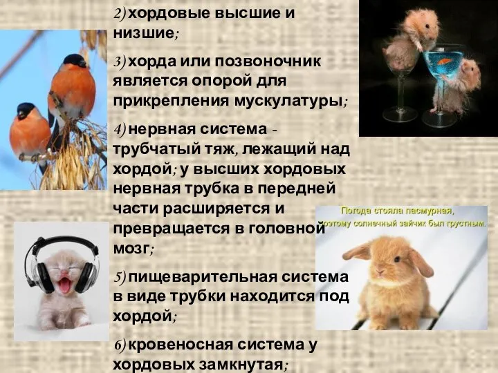 2) хордовые высшие и низшие; 3) хорда или позвоночник является опорой