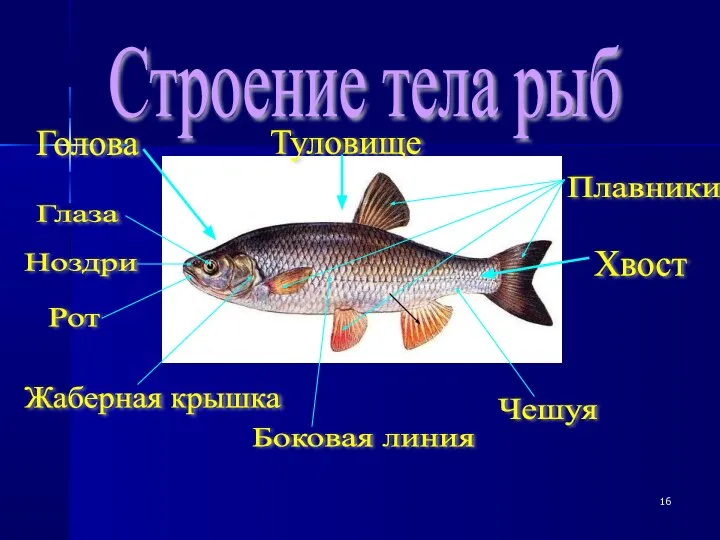 Строение тела рыб Голова Туловище Хвост Ноздри Глаза Рот Жаберная крышка Чешуя Плавники Боковая линия