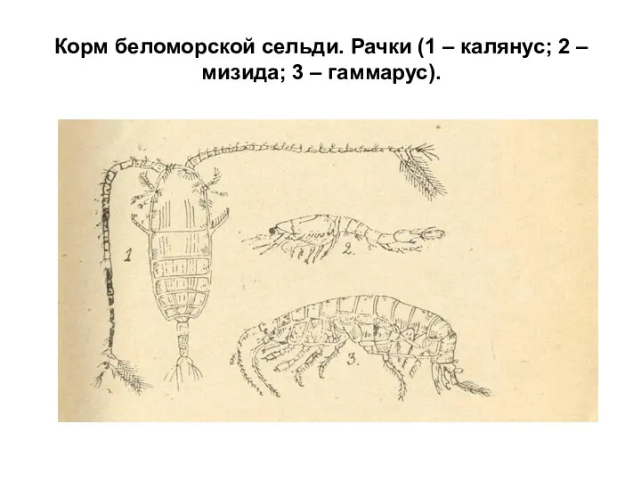 Корм беломорской сельди. Рачки (1 – калянус; 2 – мизида; 3 – гаммарус).