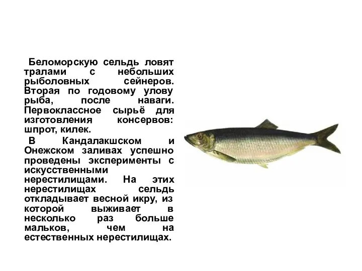 Беломорскую сельдь ловят тралами с небольших рыболовных сейнеров. Вторая по годовому