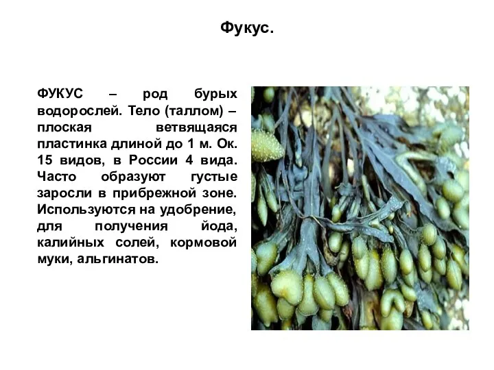 Фукус. ФУКУС – род бурых водорослей. Тело (таллом) – плоская ветвящаяся