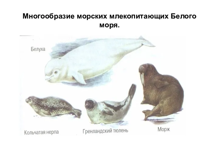 Многообразие морских млекопитающих Белого моря.