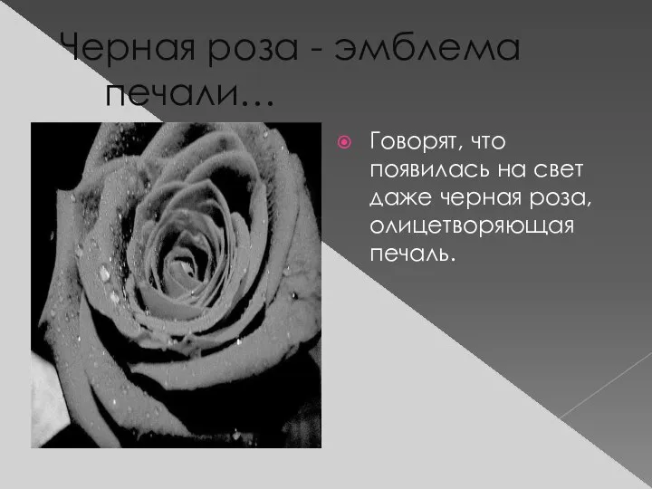 Черная роза - эмблема печали… Говорят, что появилась на свет даже черная роза, олицетворяющая печаль.