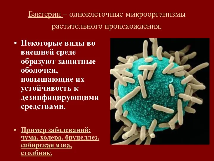 Бактерии – одноклеточные микроорганизмы растительного происхождения. Некоторые виды во внешней среде